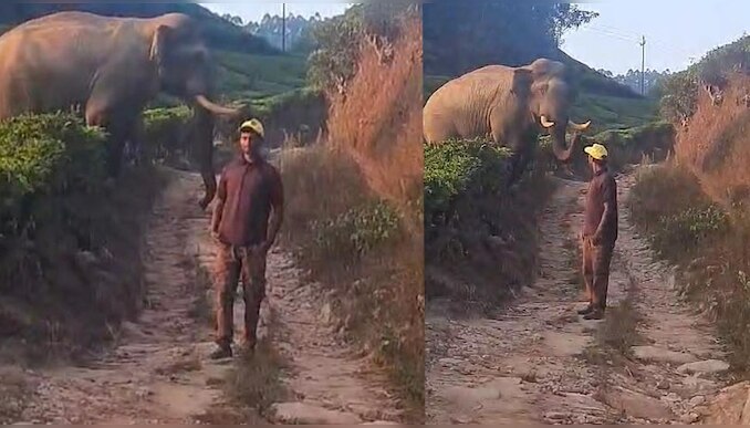Wild Elephant : മൂന്നാറിൽ കാട്ടാനയെ പ്രകോപിപ്പിച്ചുകൊണ്ട്  യുവാവിന്റെ ഫോട്ടോഷൂട്ട്