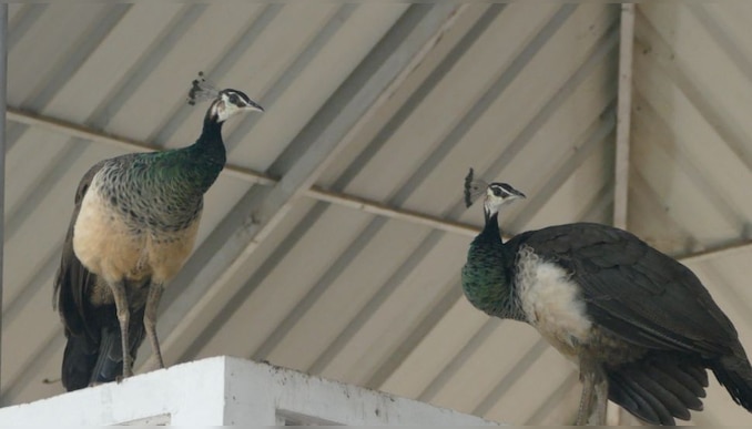 Peacocks Idukki: കാടിറങ്ങുന്ന മയിലുകൾ? വരുന്നത് കൊടും വരൾച്ചയോ?
