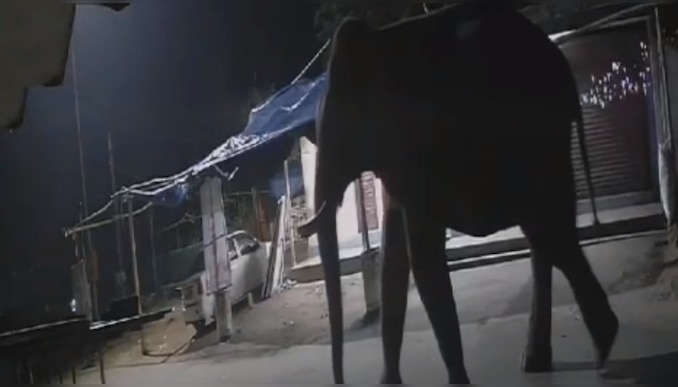 Chinnakkanal: ചിന്നക്കനാലിൽ വീണ്ടും ചക്കക്കൊമ്പൻ ഇറങ്ങി; പ്രദേശവാസികൾ പരിഭ്രാന്തിയിൽ