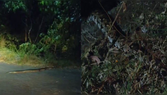 Wild Animals: വന്യമൃ​ഗശല്യം രൂക്ഷം; കാട്ടാനയ്ക്കും പുലിയ്ക്കും പിന്നാലെ ഇടുക്കിയിൽ ഭീതി പരത്തി പെരുമ്പാമ്പും- വീഡിയോ