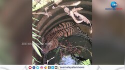Wayanad Tiger Video | കിണറ്റിൽ കുടുങ്ങിയ കടുവ, ഒടുവിൽ