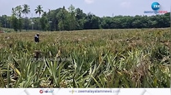 കോതമംഗലത്ത് ഏഴോളം കാട്ടാനകളിറങ്ങി ലക്ഷങ്ങൾ വിലയുള്ള പൈനാപ്പിൾ കൃഷി നശിപ്പിച്ചു
