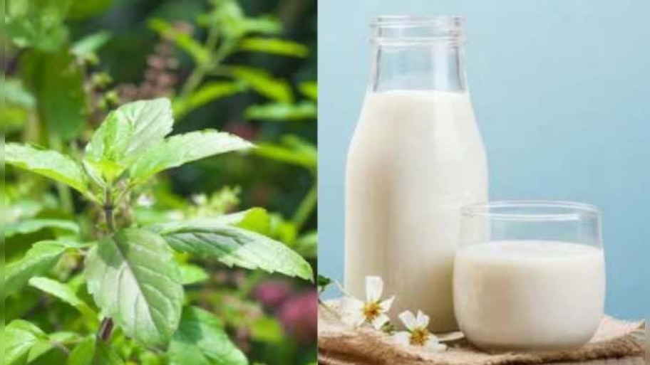 Tulsi Milk Benefits: തുളസിപ്പാല്‍ കുടിച്ചാലോ? ഗുണങ്ങള്‍ അറിഞ്ഞാല്‍പ്പിന്നെ വിടില്ല..!  