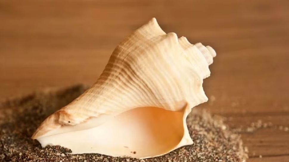 Shankha Benefits | ശംഖ് വീട്ടിൽ സൂക്ഷിക്കാമോ? എന്തൊക്കെ അറിഞ്ഞിരിക്കണം? Shankha Benefits | ശംഖ് വീട്ടിൽ സൂക്ഷിക്കാമോ? എന്തൊക്കെ അറിഞ്ഞിരിക്കണം?