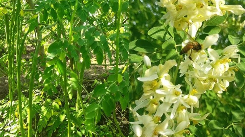 Drum Stick Flower Soup Recipe Drumstick Flower Soup for healthy hair