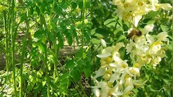 Drum Stick Flower Soup Recipe: മുടി കാട് പോലെ വളരും; മുരിങ്ങാപ്പൂ സൂപ്പ് ഈ രീതിയിൽ തയ്യാറാക്കൂ