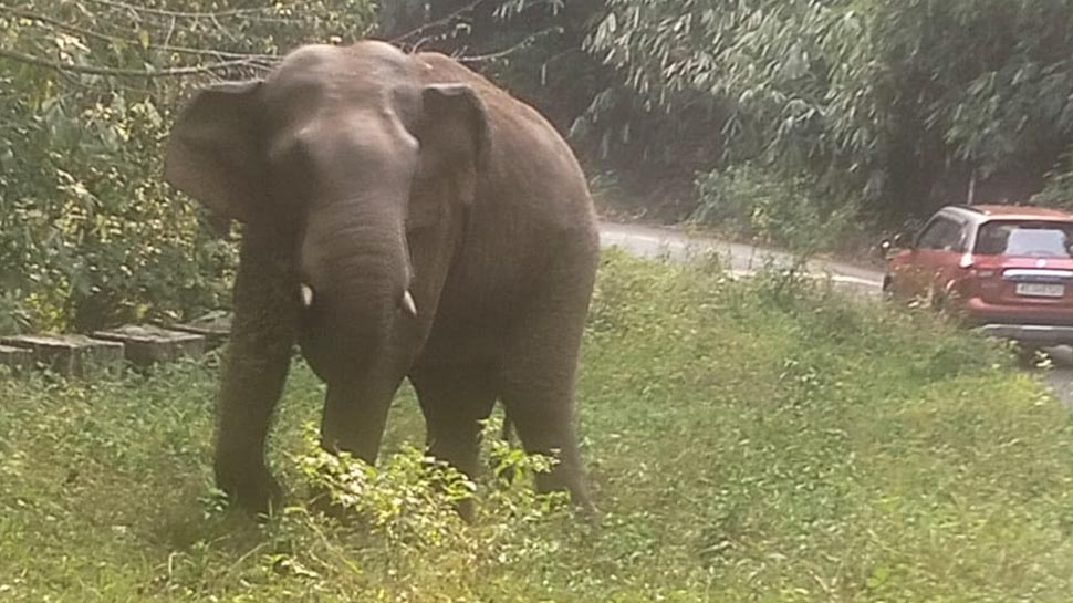 Wild Elephant : നേര്യമംഗലത്ത് കൊച്ചി-ധനുഷ്ക്കോടി ദേശീയപാതയിൽ കാട്ടാന ഇറങ്ങി Wild Elephant : നേര്യമംഗലത്ത് കൊച്ചി-ധനുഷ്ക്കോടി ദേശീയപാതയിൽ കാട്ടാന ഇറങ്ങി