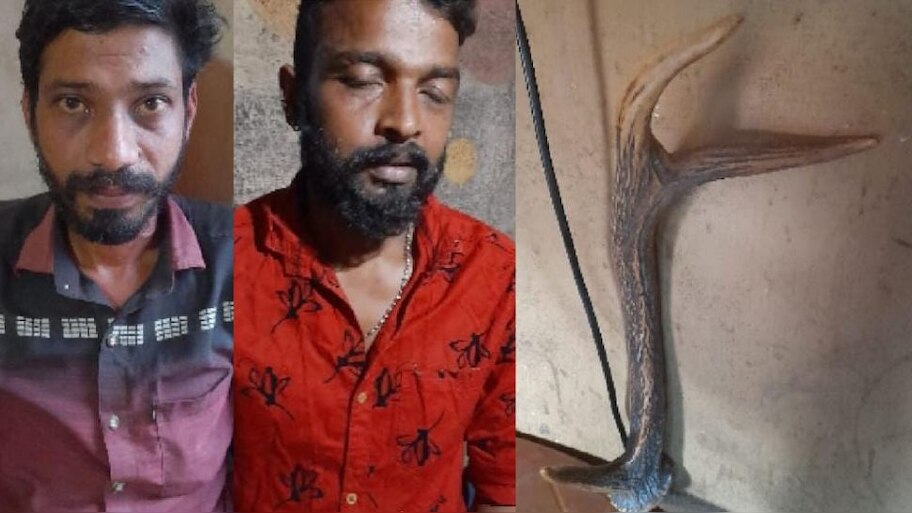 Deer Antler | വിൽപ്പനയ്ക്കായി വീട്ടിൽ സൂക്ഷിച്ചിരുന്ന മാൻകൊമ്പ് പിടികൂടി
