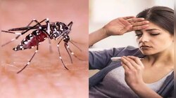 Dengue Fever: ഇടവിട്ടുള്ള മഴ; ഡങ്കിപ്പനി പടരാൻ സാധ്യത, രോഗലക്ഷങ്ങങ്ങൾ അറിഞ്ഞിരിക്കണം