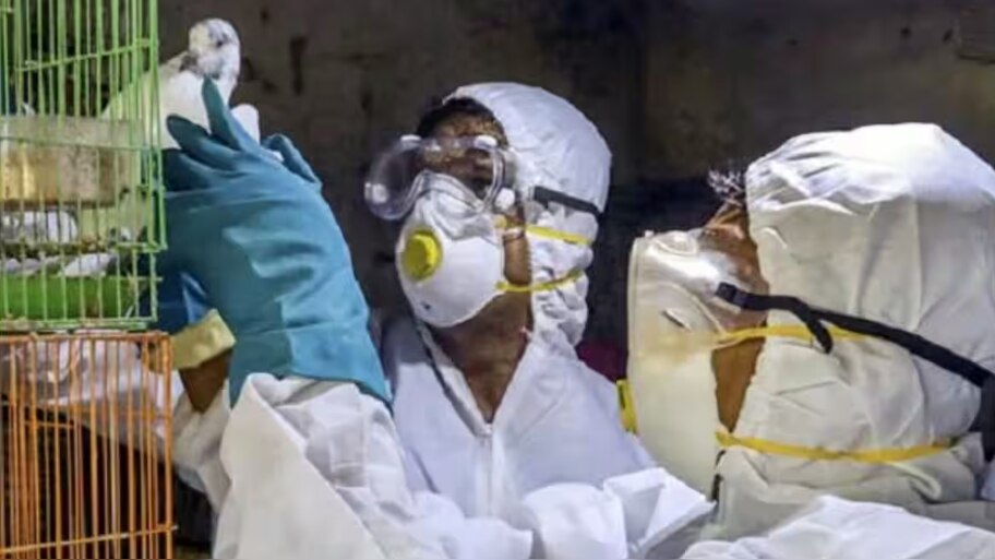 Bird Flu Precautions: പക്ഷിപ്പനി മനുഷ്യരെ ബാധിക്കുമോ...? ഈ മുൻകരുതലുകളും നിർദ്ദേശങ്ങളും ശ്രദ്ധിക്കൂ
