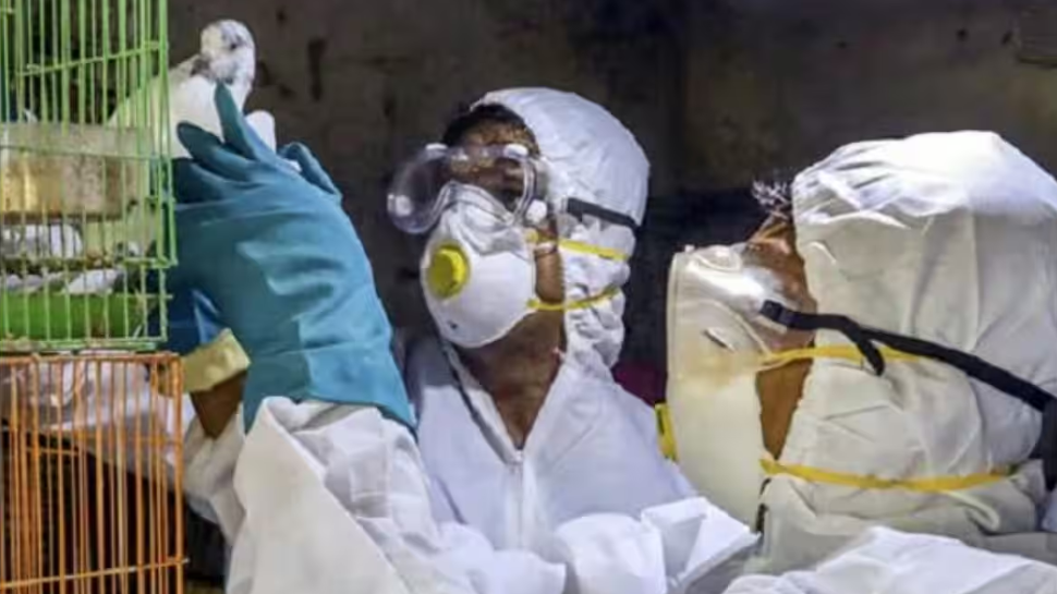Bird Flu Precautions: പക്ഷിപ്പനി മനുഷ്യരെ ബാധിക്കുമോ...? ഈ മുൻകരുതലുകളും നിർദ്ദേശങ്ങളും ശ്രദ്ധിക്കൂ Bird Flu Precautions: പക്ഷിപ്പനി മനുഷ്യരെ ബാധിക്കുമോ...? ഈ മുൻകരുതലുകളും നിർദ്ദേശങ്ങളും ശ്രദ്ധിക്കൂ