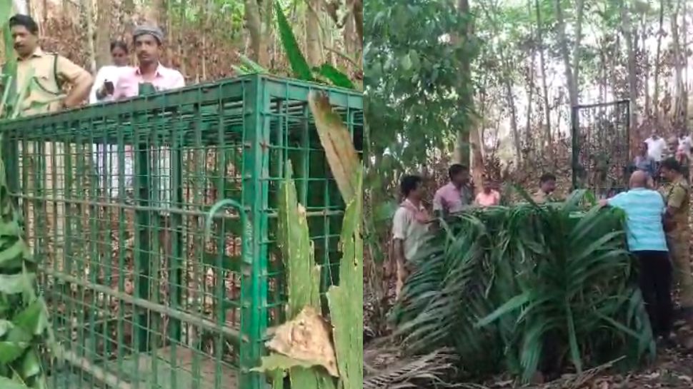 Leopard: തൊടുപുഴയിൽ ജനവാസ മേഖലയിൽ ഭീതി വിതച്ച് പുലി; വനം വകുപ്പ് കൂട് സ്ഥാപിച്ചു Leopard: തൊടുപുഴയിൽ ജനവാസ മേഖലയിൽ ഭീതി വിതച്ച് പുലി; വനം വകുപ്പ് കൂട് സ്ഥാപിച്ചു