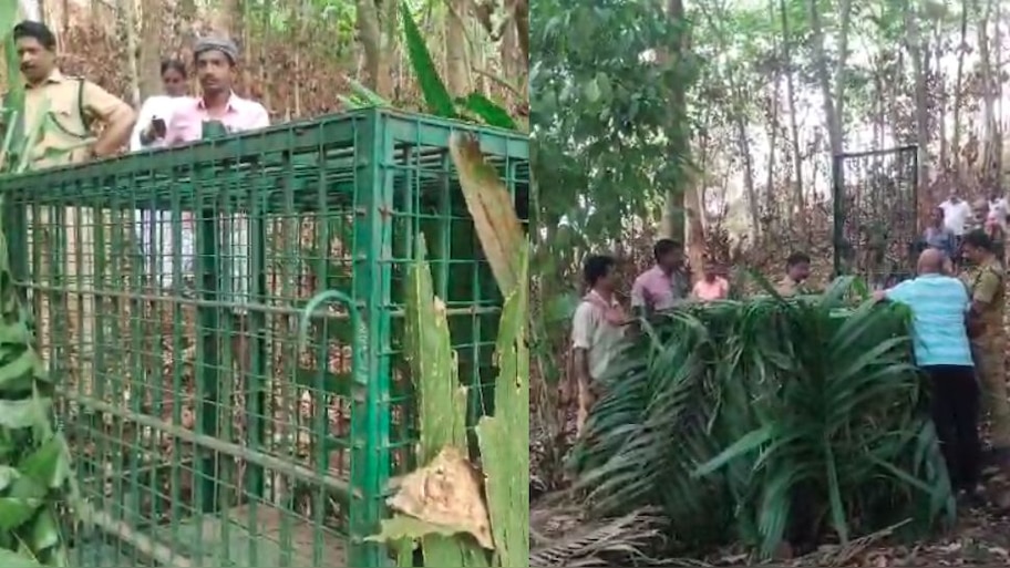 Leopard: തൊടുപുഴയിൽ ജനവാസ മേഖലയിൽ ഭീതി വിതച്ച് പുലി; വനം വകുപ്പ് കൂട് സ്ഥാപിച്ചു