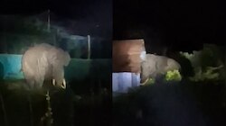 Wild Elephant: വീണ്ടും ജനവാസ മേഖലയിൽ ഭീതി പരത്തി പടയപ്പ; കൃഷികൾ നശിപ്പിച്ചു