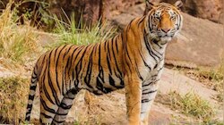 Tiger: മൂന്നാറിലെ ജനവാസ മേഖലയില്‍ കടുവകളിറങ്ങി; ജനവാസ മേഖലയിലെത്തിയത് മൂന്ന് കടുവകൾ