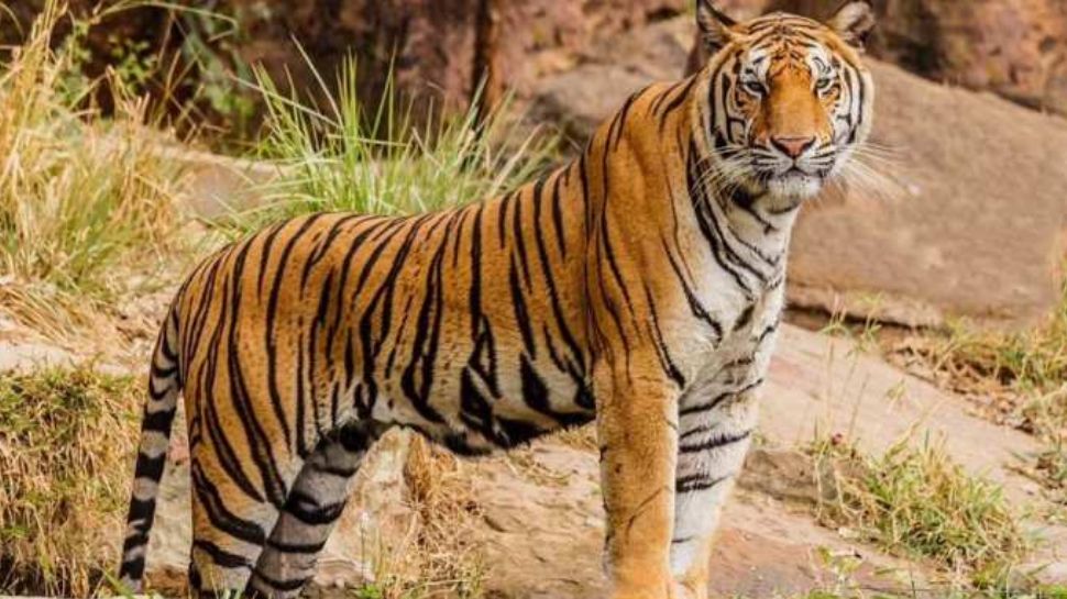 Tiger: മൂന്നാറിലെ ജനവാസ മേഖലയില് കടുവകളിറങ്ങി; ജനവാസ മേഖലയിലെത്തിയത് മൂന്ന് കടുവകൾ Tiger: മൂന്നാറിലെ ജനവാസ മേഖലയില് കടുവകളിറങ്ങി; ജനവാസ മേഖലയിലെത്തിയത് മൂന്ന് കടുവകൾ