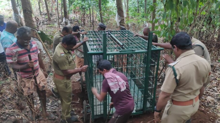 Leopard Attack: തൊടുപുഴ പാറക്കടവ് മഞ്ഞുമ്മാവില്‍ പുലിയെ കണ്ടതായി നാട്ടുകാര്‍; വനംവകുപ്പ് സ്ഥലത്തെത്തി പരിശോധന നടത്തി