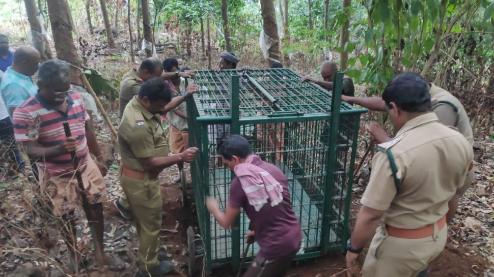 Leopard Attack: തൊടുപുഴ പാറക്കടവ് മഞ്ഞുമ്മാവില് പുലിയെ കണ്ടതായി നാട്ടുകാര്; വനംവകുപ്പ് സ്ഥലത്തെത്തി പരിശോധന നടത്തി Leopard Attack: തൊടുപുഴ പാറക്കടവ് മഞ്ഞുമ്മാവില് പുലിയെ കണ്ടതായി നാട്ടുകാര്; വനംവകുപ്പ് സ്ഥലത്തെത്തി പരിശോധന നടത്തി