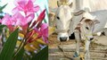 Arali leaves eaten Cow died: പത്തനംതിട്ടയിൽ അരളിയുടെ ഇല തിന്ന പശുവും കിടാവും ചത്തു