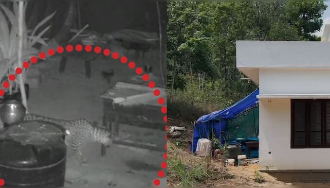 Leopard: വയനാട് അമ്പലവയൽ ആറാട്ടുപാറയിൽ വളർത്തുനായയെ പുലി പിടികൂടി; സിസിടിവി ദൃശ്യം പുറത്ത്