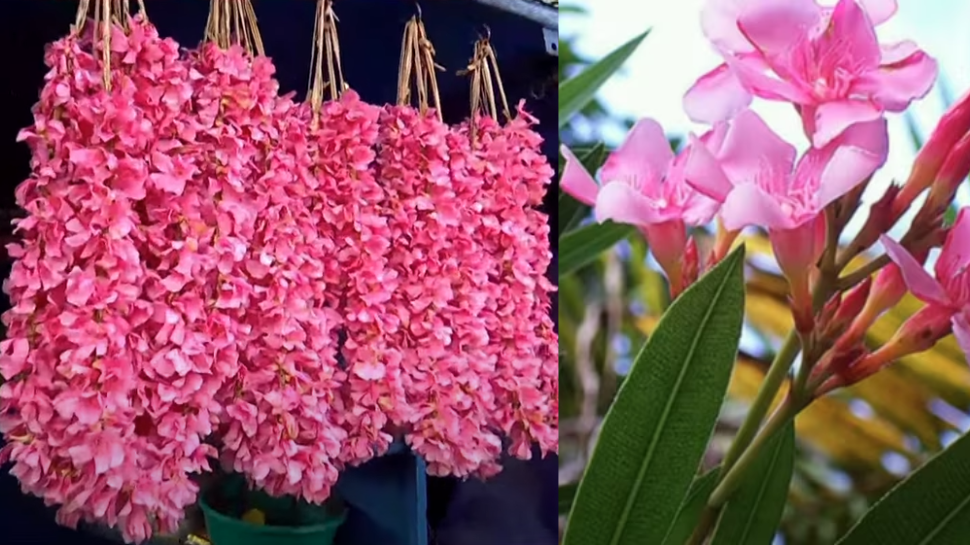 Aralipoo Oleander Banned in Temples: ഇനി വേണ്ട...! തിരുവിതാംകൂർ ദേവസ്വം ബോർഡ് ക്ഷേത്രങ്ങളിൽ അരളിപ്പൂ ഒഴിവാക്കി Aralipoo Oleander Banned in Temples: ഇനി വേണ്ട...! തിരുവിതാംകൂർ ദേവസ്വം ബോർഡ് ക്ഷേത്രങ്ങളിൽ അരളിപ്പൂ ഒഴിവാക്കി