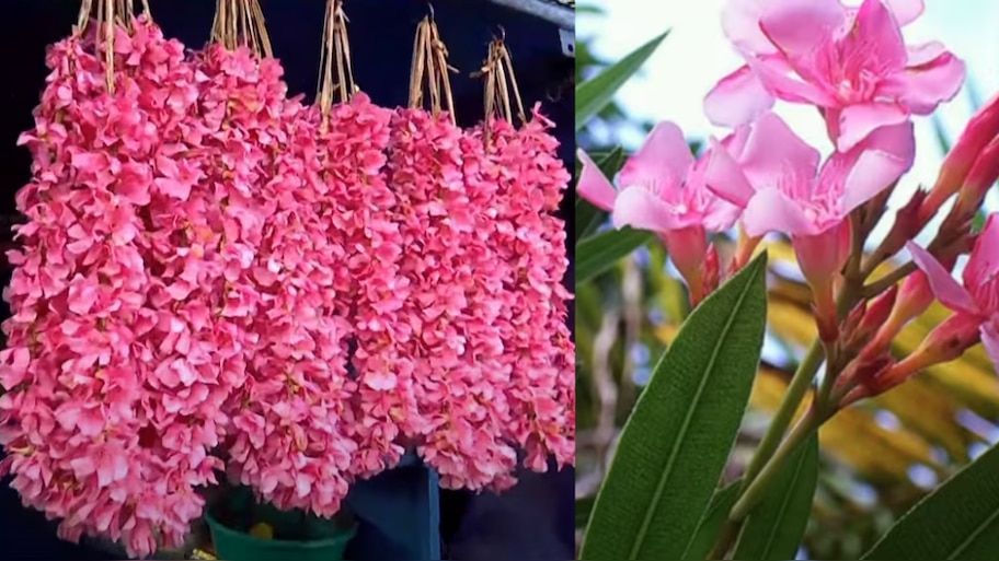 Aralipoo Oleander Banned in Temples: ഇനി വേണ്ട...! തിരുവിതാംകൂർ ദേവസ്വം ബോർഡ് ക്ഷേത്രങ്ങളിൽ അരളിപ്പൂ ഒഴിവാക്കി