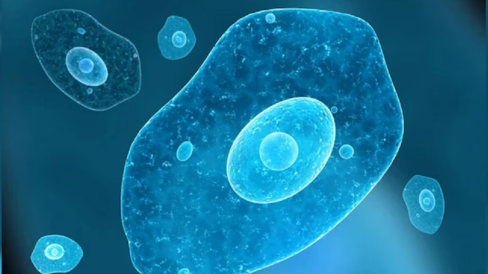 Amoebic Meningoencephalitis Test: പരിശോധനാ ഫലം നെഗറ്റീവ്; നിരീക്ഷണത്തിലായിരുന്ന കുട്ടികൾക്ക് അമീബിക് മസ്തിഷ്കജ്വരമല്ല Amoebic Meningoencephalitis Test: പരിശോധനാ ഫലം നെഗറ്റീവ്; നിരീക്ഷണത്തിലായിരുന്ന കുട്ടികൾക്ക് അമീബിക് മസ്തിഷ്കജ്വരമല്ല