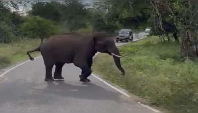 Wild Elephant Attack: വയനാട്ടിൽ കാട്ടാനയുടെ ആക്രമണത്തിൽ യുവാവിന് പരിക്ക്