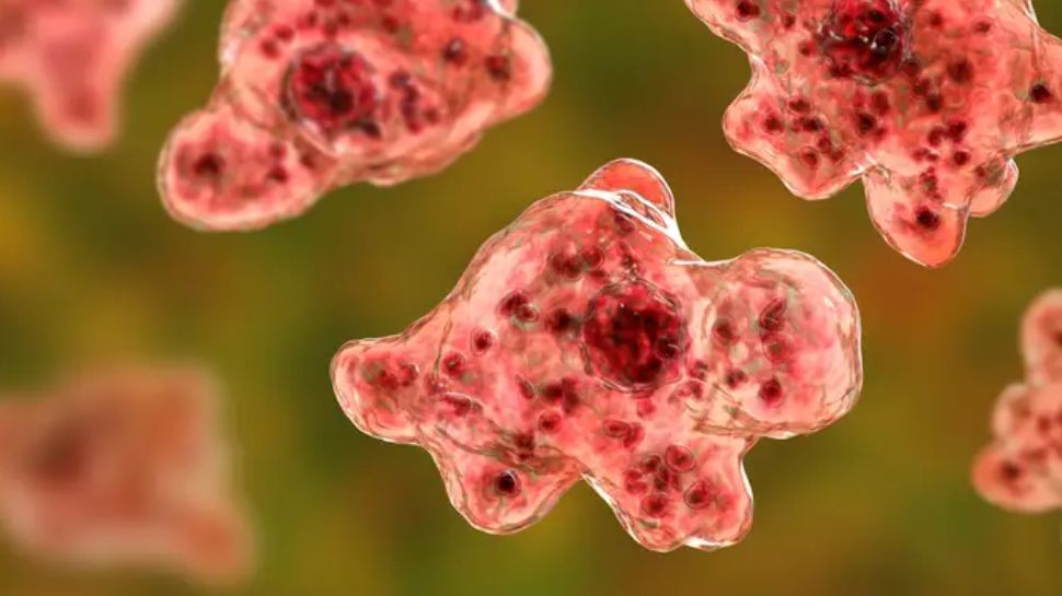 Amebic Meningitis: അമീബിക് മസ്തിഷ്ക ജ്വരം; മലപ്പുറത്ത് പ്രതിരോധ നടപടികൾ ശക്തമാക്കി ആരോഗ്യവകുപ്പ് Amebic Meningitis: അമീബിക് മസ്തിഷ്ക ജ്വരം; മലപ്പുറത്ത് പ്രതിരോധ നടപടികൾ ശക്തമാക്കി ആരോഗ്യവകുപ്പ്