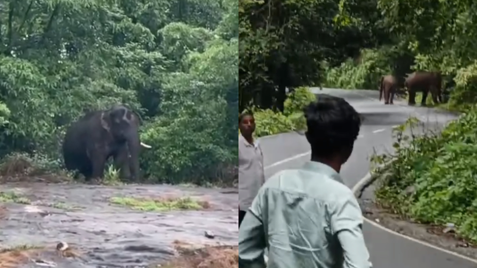 Wild elephant: പട്ടാപ്പകൽ നേര്യമംഗലത്തെ വിറപ്പിച്ച് ഒറ്റക്കൊമ്പൻ; ഗതാഗതം തടസപ്പെട്ടു Wild elephant: പട്ടാപ്പകൽ നേര്യമംഗലത്തെ വിറപ്പിച്ച് ഒറ്റക്കൊമ്പൻ; ഗതാഗതം തടസപ്പെട്ടു
