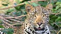 Leopard: അടച്ചിട്ട വീട് വൃത്തിയാക്കാനെത്തിയപ്പോള്‍ മുരള്‍ച്ച, പിന്നാലെ ജനലിലൂടെ നോട്ടം; ഉള്ളിൽ കുടുങ്ങിയത് പുള്ളിപ്പുലി