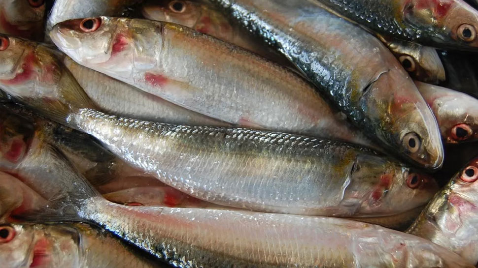 Fish Price In Kerala: സംസ്ഥാനത്ത് മത്സ്യവില കുതിക്കുന്നു; ഒരു കിലോ മത്തിയുടെ വില കേട്ടാൽ ഞെട്ടും! Fish Price In Kerala: സംസ്ഥാനത്ത് മത്സ്യവില കുതിക്കുന്നു; ഒരു കിലോ മത്തിയുടെ വില കേട്ടാൽ ഞെട്ടും!