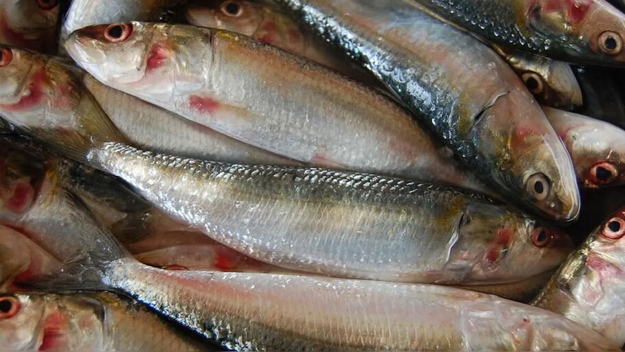 Fish Price In Kerala: സംസ്ഥാനത്ത് മത്സ്യവില കുതിക്കുന്നു; ഒരു കിലോ മത്തിയുടെ വില കേട്ടാൽ ഞെട്ടും! 