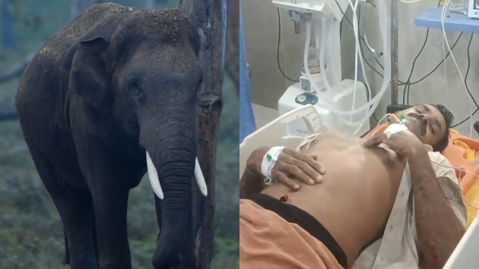 Wild Elephant attack: വയനാട്ടിൽ രണ്ടിടത്ത് കാട്ടാന ആക്രമണം; ഓട്ടോ ഡ്രൈവർക്ക് പരിക്ക് Wild Elephant attack: വയനാട്ടിൽ രണ്ടിടത്ത് കാട്ടാന ആക്രമണം; ഓട്ടോ ഡ്രൈവർക്ക് പരിക്ക്