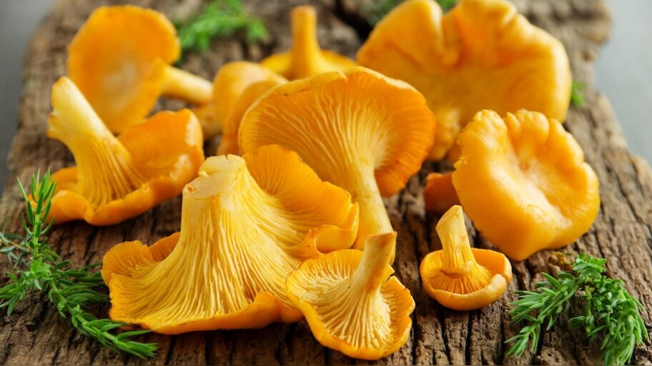 Rare mushroom: രാത്രിയിൽ തിളങ്ങുന്ന അപൂർവ കൂൺ കേരളത്തിൽ കണ്ടെത്തി