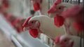 Bird flu: ആലപ്പുഴയിൽ പക്ഷിപ്പനി പടരുന്നു; ജാ​ഗ്രത പുലർത്തണമെന്ന് നിർദേശം