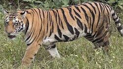Wayanad Tiger Trapped: വയനാട് കേണിച്ചിറയിൽ ഭീതി പരത്തിയ കടുവ കൂട്ടിലായി