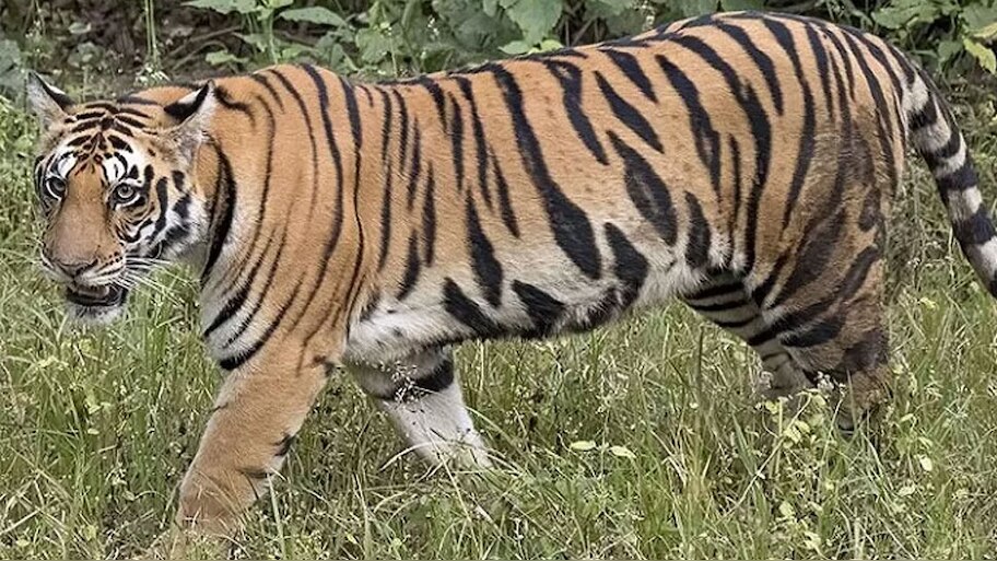 Wayanad Tiger Trapped: വയനാട് കേണിച്ചിറയിൽ ഭീതി പരത്തിയ കടുവ കൂട്ടിലായി