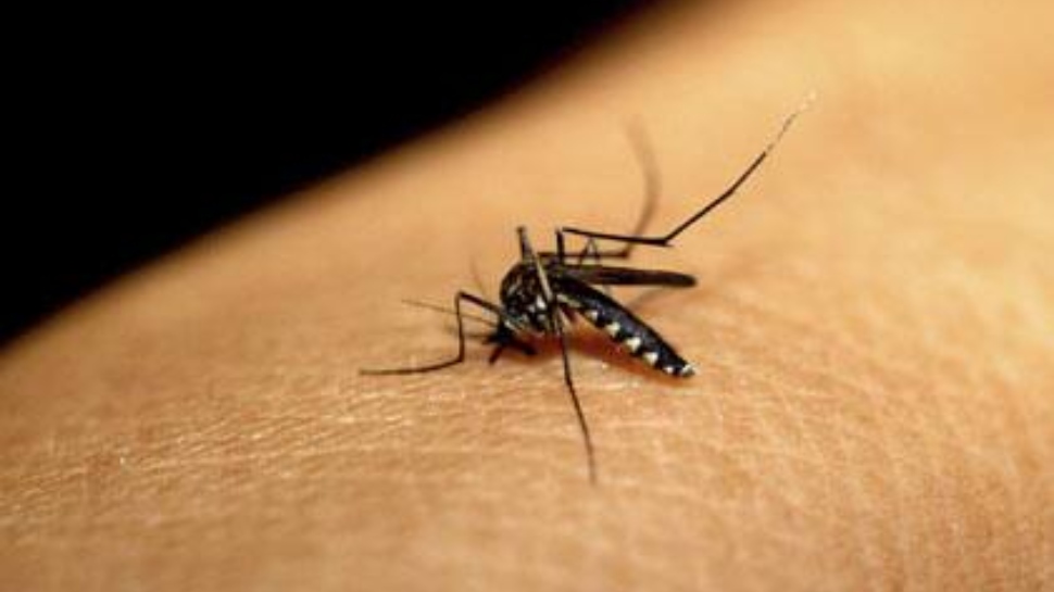 Contagious diseases: പകർച്ചവ്യാധി പ്രതിരോധം; ഉറവിട നശീകരണം ശക്തമാക്കാൻ തീരുമാനം Contagious diseases: പകർച്ചവ്യാധി പ്രതിരോധം; ഉറവിട നശീകരണം ശക്തമാക്കാൻ തീരുമാനം