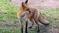Fox Attack In Kozhikode: കോഴിക്കോട് കുറുക്കന്റെ ആക്രമണം; നാലു പേർക്ക് കടിയേറ്റു; ഒരാളുടെ നില ​ഗുരുതരം