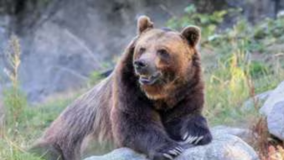 Bear Attack: തിരുവനന്തപുരത്ത് കരടിയുടെ ആക്രമണത്തിൽ 58 കാരന് പരിക്ക് Bear Attack: തിരുവനന്തപുരത്ത് കരടിയുടെ ആക്രമണത്തിൽ 58 കാരന് പരിക്ക്