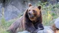 Bear Attack: തിരുവനന്തപുരത്ത് കരടിയുടെ ആക്രമണത്തിൽ 58 കാരന് പരിക്ക്