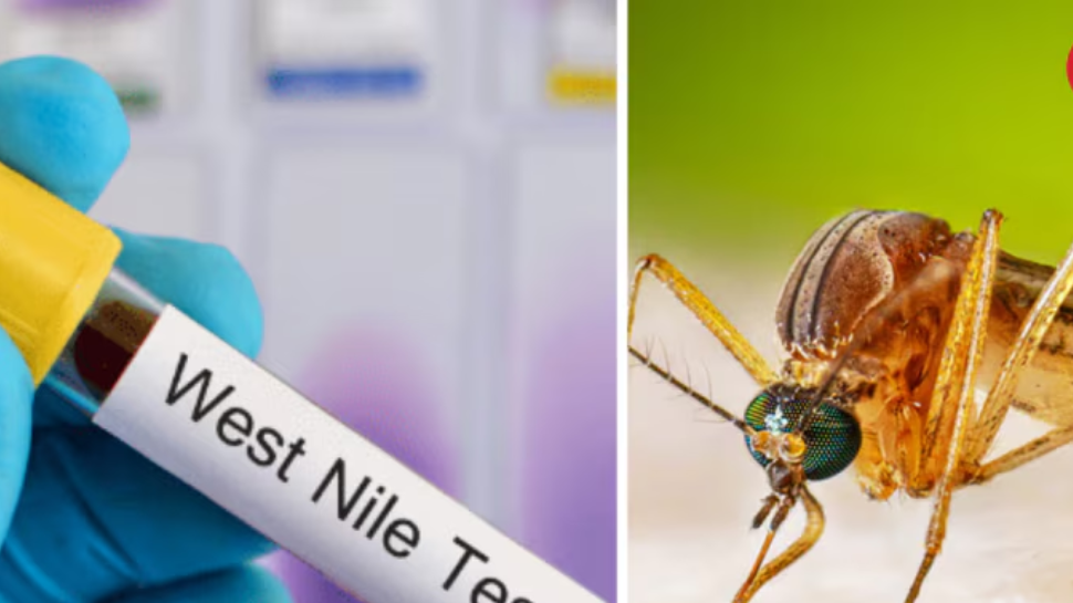 West Nile Fever: ആലപ്പുഴയിൽ വെസ്റ്റ് നൈൽ പനി സ്ഥിരീകരിച്ചു West Nile Fever: ആലപ്പുഴയിൽ വെസ്റ്റ് നൈൽ പനി സ്ഥിരീകരിച്ചു