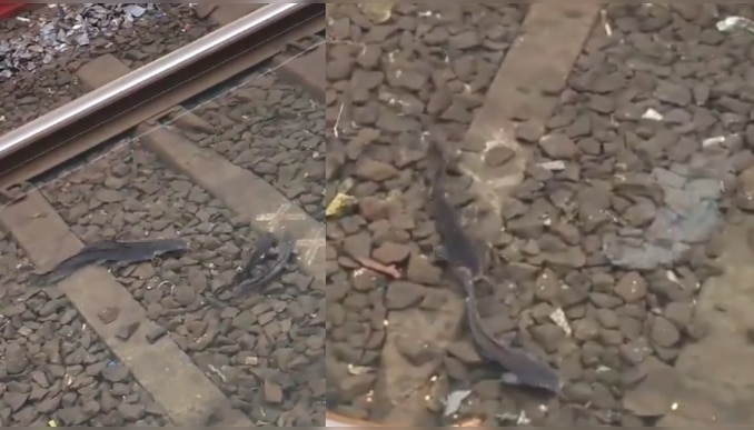 Viral video: ഇനി കുറച്ച് നേരം റെയിൽവേ ട്രാക്കിൽ നീന്തിത്തുടിക്കാം... വൈറലായി 'ട്രാക്കിലെ മീനുകൾ'