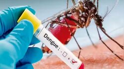 Dengue Fever: ഡെങ്കിപ്പനി പടരുന്നു; പ്രതിരോധ മാർഗങ്ങൾ അറിയേണ്ടത് പ്രധാനം