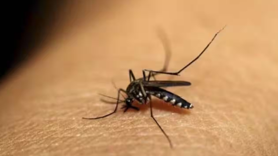 Malaria: മലപ്പുറത്ത് നാല് പേർക്ക് മലമ്പനി; നിലമ്പൂരും പൊന്നാനിയിലും മലമ്പനി സ്ഥിരീകരിച്ചു Malaria: മലപ്പുറത്ത് നാല് പേർക്ക് മലമ്പനി; നിലമ്പൂരും പൊന്നാനിയിലും മലമ്പനി സ്ഥിരീകരിച്ചു