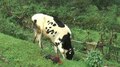 Wild Animal Attack: മൂന്നാറില്‍ വന്യജീവി ആക്രമണം വർധിക്കുന്നു; വളര്‍ത്തു മൃഗങ്ങള്‍ക്ക് നേരെ വീണ്ടും പുലിയുടെ ആക്രമണം