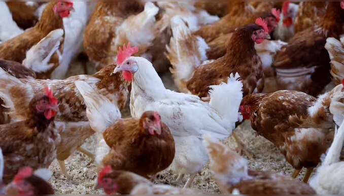 Chicken price: സംസ്ഥാനത്ത് കുത്തനെ ഇടിഞ്ഞ് കോഴി വില; കാരണം ഇതാണ്