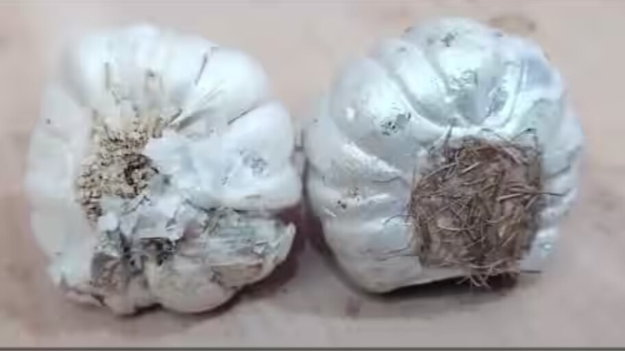 Easy Tips to Identify Fake Garlic |സ്വർണമാണെങ്കിൽ ഉരച്ച് നോക്കാം ...