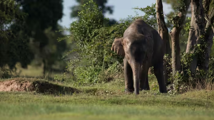 Elephant Attack: മൂന്നാറിലെ തോട്ടം മേഖലയിൽ വീണ്ടും കാട്ടാന ശല്യം രൂക്ഷം; ജനങ്ങൾ ഭീതിയിൽ